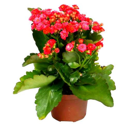 Calanchchu Red Double - Kalanchoe Plant