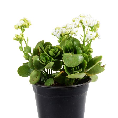 Calanchchu White Double - Kalanchoe Plant