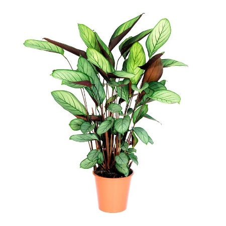 Marantha Grey Star - Calathea Grey Star, Maranta