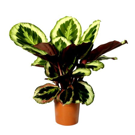 Buy Marantha Medallion Plant - Calathea Medallion, Maranta โ Indoor plant online at Limkrt India