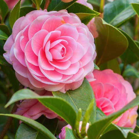 Camellia Plant