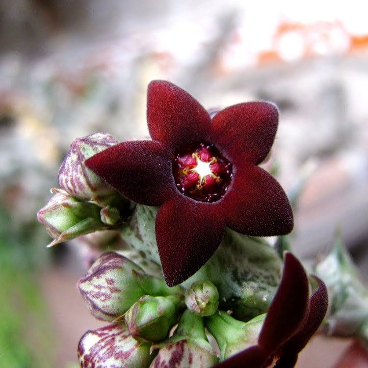 Caralluma Hesperidum Cactus