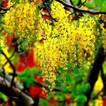 Cassia Fistula, Golden Shower Tree - Seeds (1Kg)