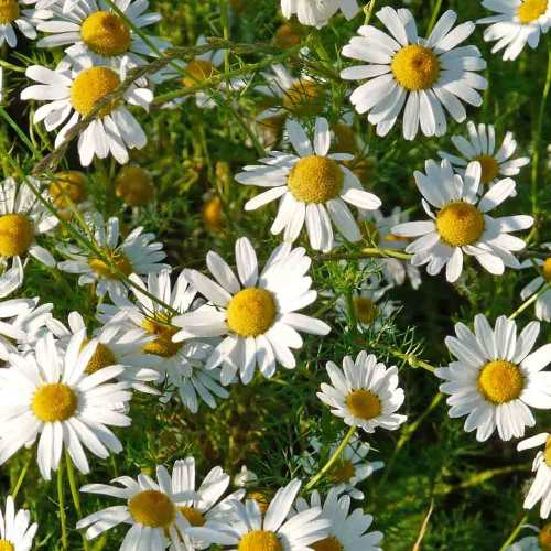 Chamomile Plant - German Chamomile