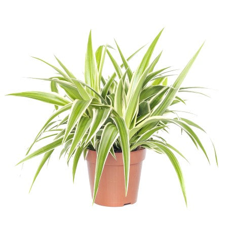 Chlorophytum Green - Spider Plant