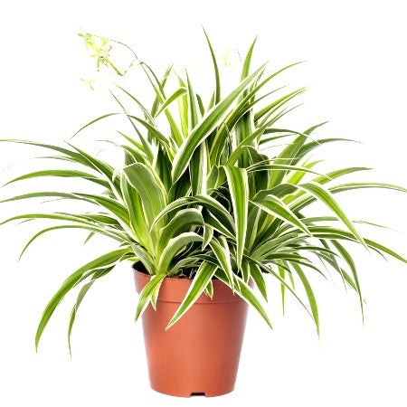 Chlorophytum Variegated Plant