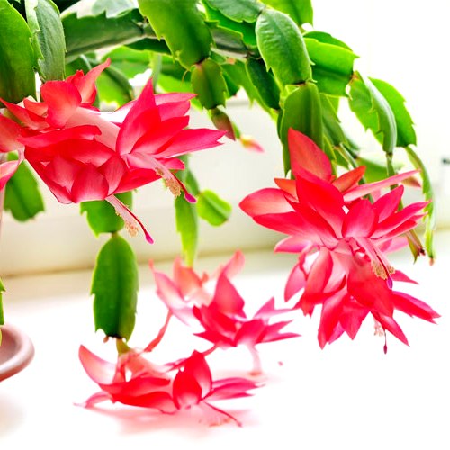 Christmas Cactus - Schlumbergera Cultivars, Crab Cactus Plant