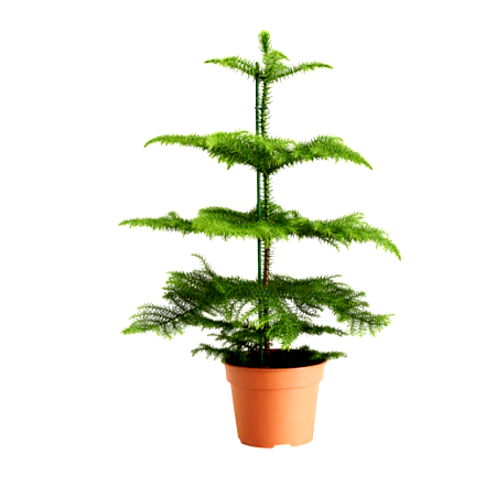 Christmas Tree - Araucaria columnaris (1 to 2 Ft)