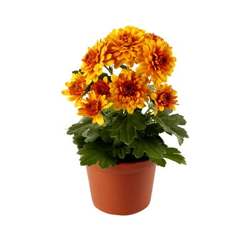 Shevanti Orange - Chrysanthemum Plant