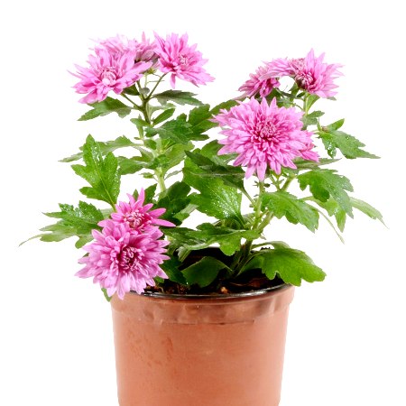 Shevanti Pink - Chrysanthemum Plant