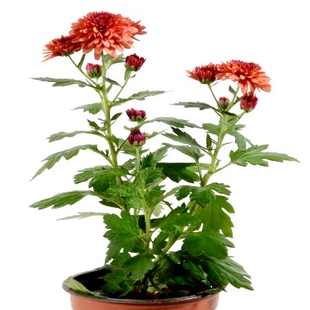 Shevanti Red - Chrysanthemum Plant