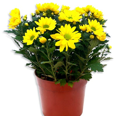 Shevanti Yellow - Chrysanthemum Plant