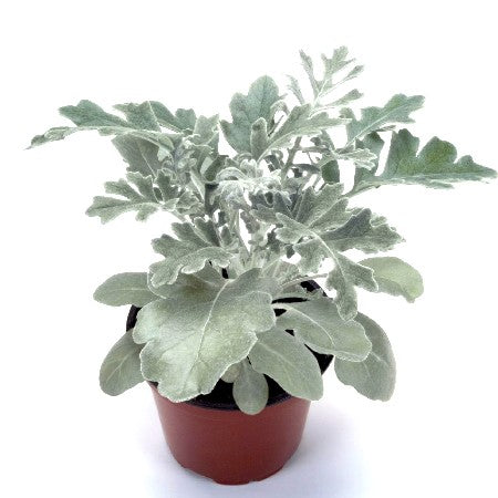 Silver Dust Plant - Cineraria Maritima