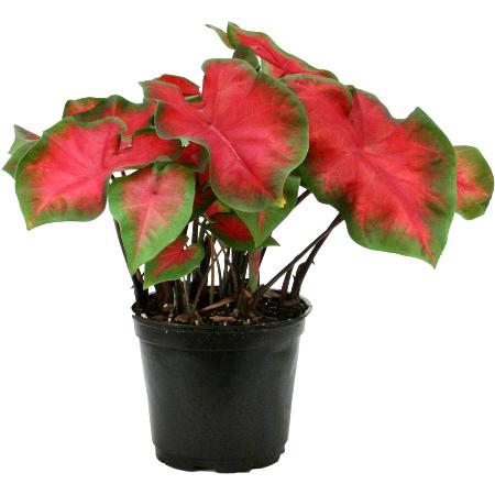 Caladium Red Ruffle Plant