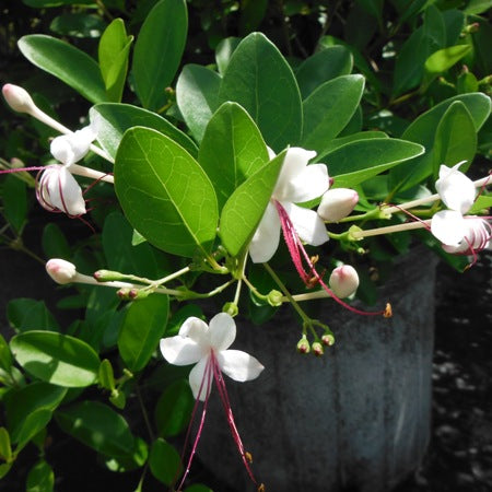 Clerodendron Inerme - Koinal Plant