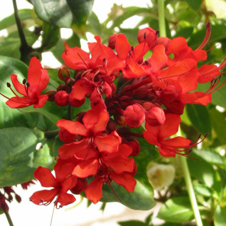 Clerodendron Splendens - Flaming Glorybower Plant