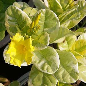 Allamanda Creeper Variegated - Allamanda Cathartica, Trumpet Vine, Golden Trumpet