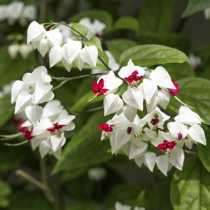 Bleeding Heart Vine - Clerodendron Vine, Clerodendrum Thomsoniae