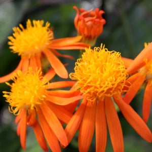 Senecio Confusus Plant