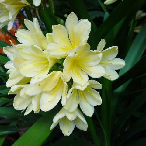 Clivia Miniatata White - Clivia Lily