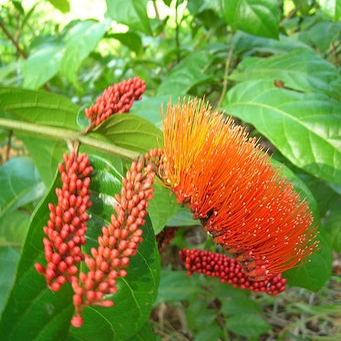 Combretum Plant (Monkey Brush Vine)