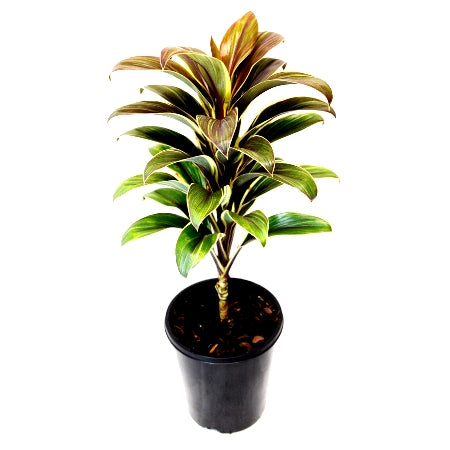 Cordyline Coffee Plant