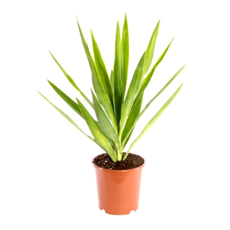 Cordyline Kasper Plant