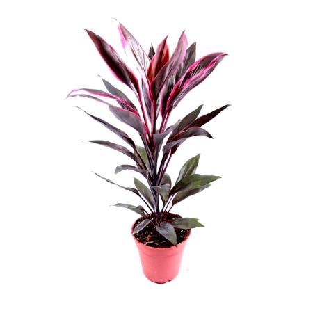 Cordyline Terminalis Plant