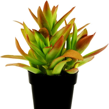 Crassula Campfire Live Succulent Plant with Pot