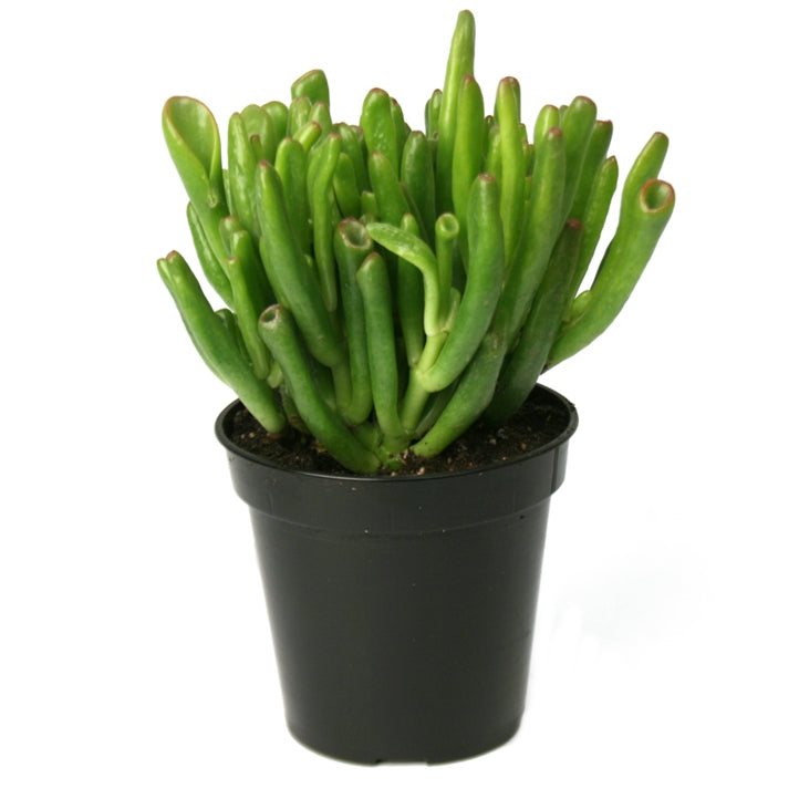 Crassula Hobbit Succulent Live Plant with Pot