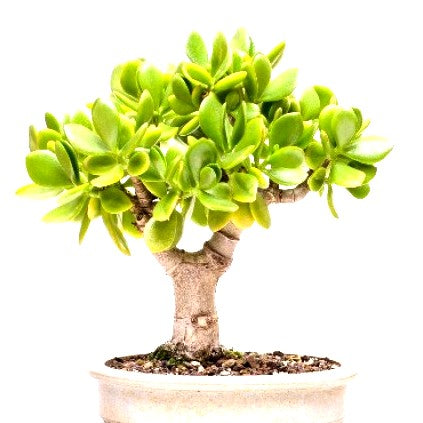 Crassula Ovata Bonsai 5 Years