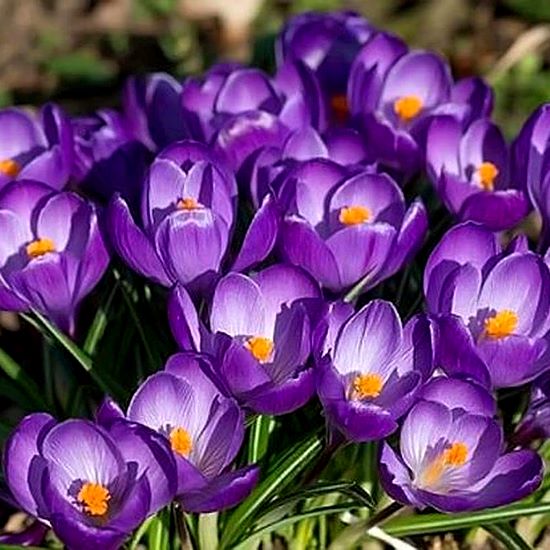 Crocus Lily Flower Record 5 Bulbs