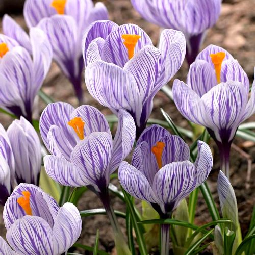 Crocus Lily Pickwick 5 Bulbs