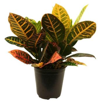 Croton Petra Plant