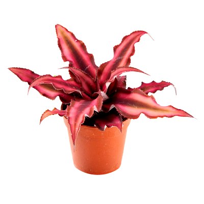 Cryptanthus Red Star - Cryptanthus Mini Red, Earth Star