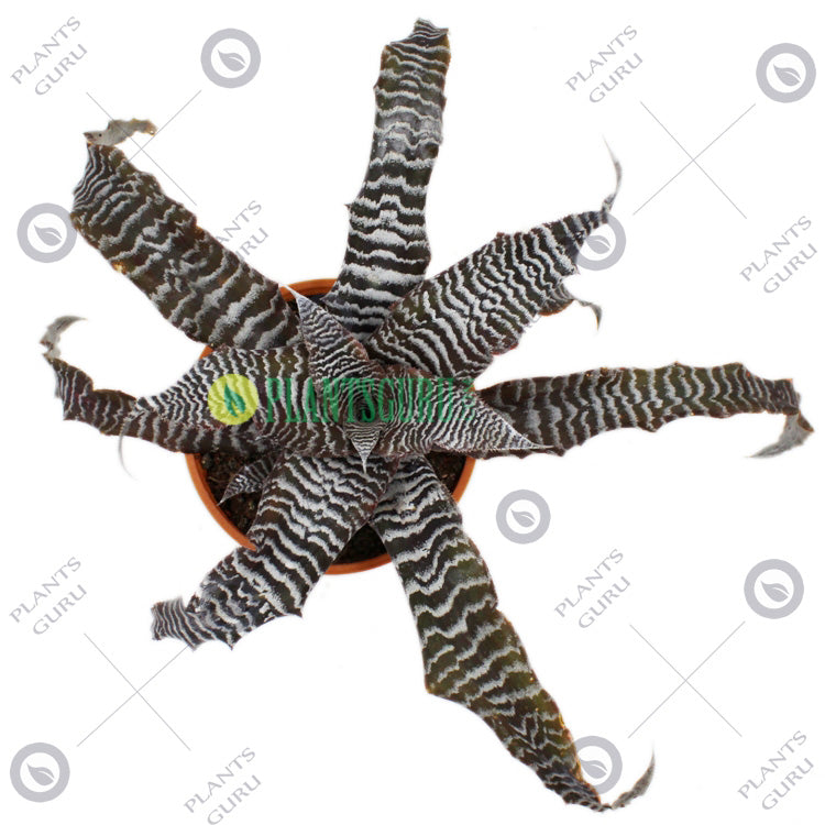 Cryptanthus Zonatus - Cryptanthus Black, Earth Star Plant