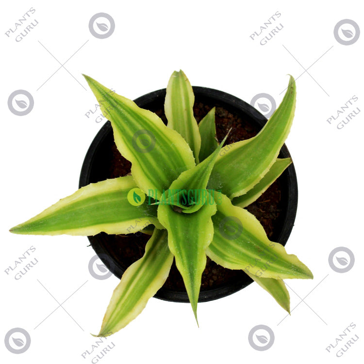 Cryptanthus Mini Green Plant - Green Star, Earth Star Plant