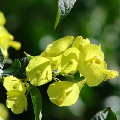 Holmskioldia Sanguinea Yellow - Cup &amp; Saucer Plant