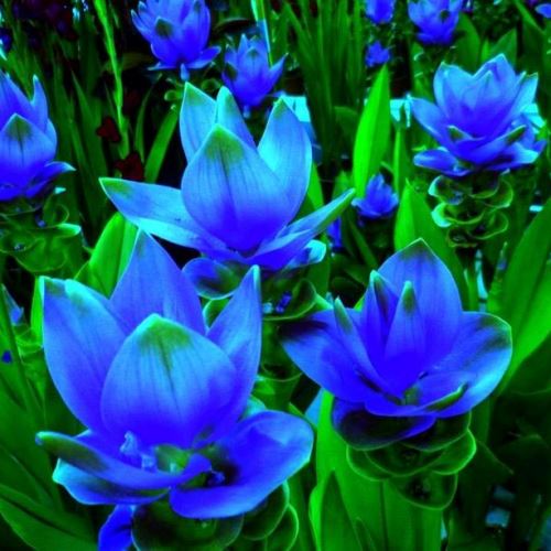 Curcuma Bulbs (Blue - 3Bulb)