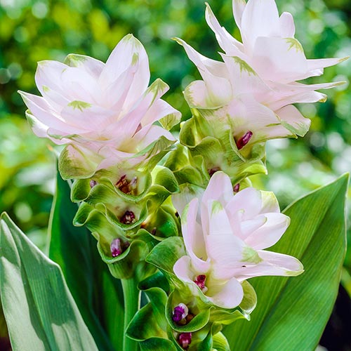 Curcuma Bulbs (White - 4 Bulb)