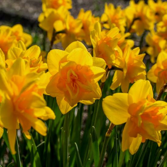 Daffodil Queen&