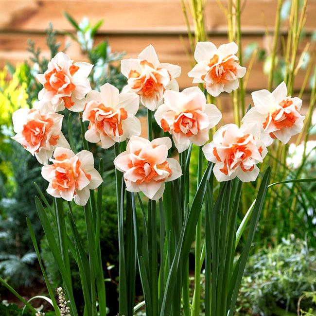 Daffodil Replete - 3 Bulbs