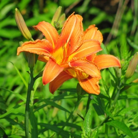 Daylily Bulbs, Hemerocallis Bulb (Orange, 3 Bulb)