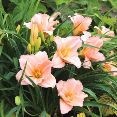 Daylily Bulbs, Hemerocallis Bulb (Pink, 3 Bulb)