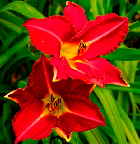 DayLily Bulbs, Hemerocallis (Red, 3 bulbs)