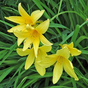 Daylily Bulbs, Hemerocallis Bulb (Yellow, 3 Bulb)