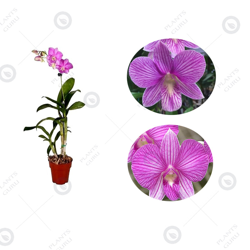 Dendrobium Orchid Plant Pegasus Pink - Orchid Plant