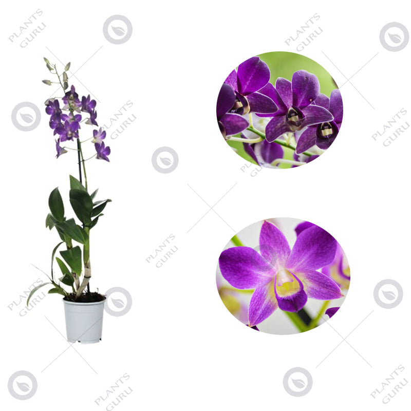 Dendrobium Orchid Purple Mix - Dendrobium Purple Mix, Orchid Plant