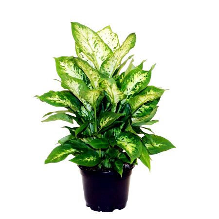 Dieffenbachia Lemon Plant