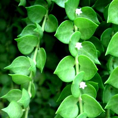 Dischidia Ruscifolia - Million Hearts Plant